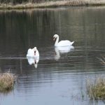 Swans on Black Loch
