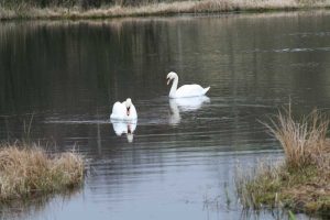 Swans on Black Loch